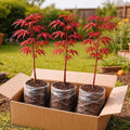 3-Pack Japanese Red Maple Seedlings (12-18" Tall) – Dormant Bare Root Trees – Vibrant Ornamental Landscape Starter Trees