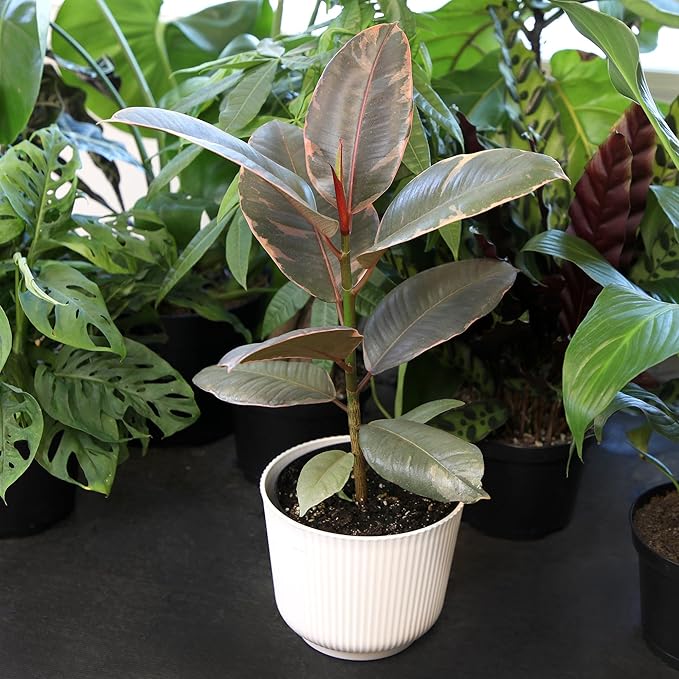 Altman Plants 'Ruby' Live Ficus Tree in 6 Inch White Plastic Plant Pot, Easy Plant Gift, Desk Plant & Office Plant, Variegated Rubber Plant Live Indoor Plant Decor in Indoor Plant Potting Soil Mix
