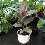Altman Plants 'Ruby' Live Ficus Tree in 6 Inch White Plastic Plant Pot, Easy Plant Gift, Desk Plant & Office Plant, Variegated Rubber Plant Live Indoor Plant Decor in Indoor Plant Potting Soil Mix