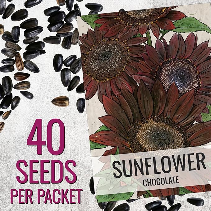 Seed Needs Sunflower Seeds for Planting Chocolate Sunflowers - Heirloom & Open Pollinated Flower Seed to Plant & Grow an Outdoor Wildflower Butterfly Garden (5 Packs)