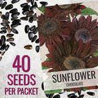 Seed Needs Chocolate Sunflower Seeds for Planting Dark Maroon Sunflowers - Heirloom & Open Pollinated Flower Seed to Plant & Grow an Outdoor Wildflower Butterfly Garden (1 Pack)