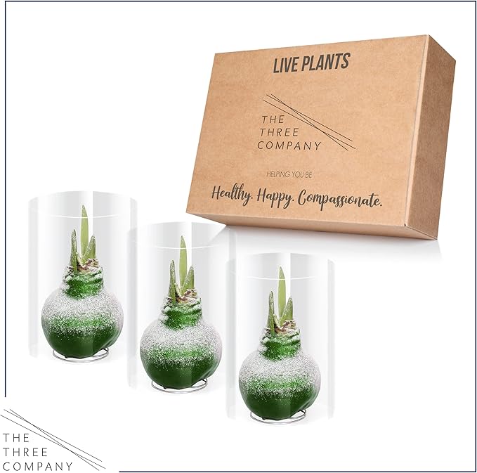 Snow Flecked Waxed Amaryllis Bulb 3-Pack – Green Wax with Red Blooms – Live Holiday Gift Plant, Easy Care, No Watering Needed