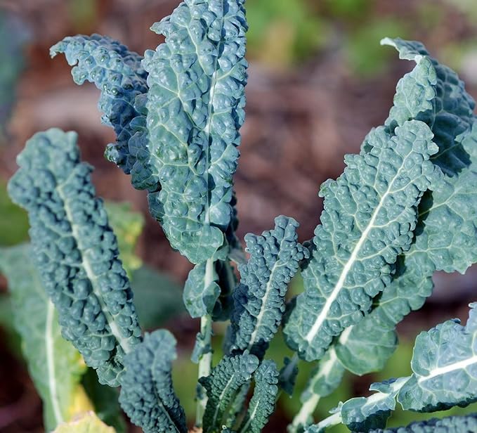 Kale Lacinato (AKA Dinosaur or Tuscan) Great Heirloom Vegetable 30,000 Seeds