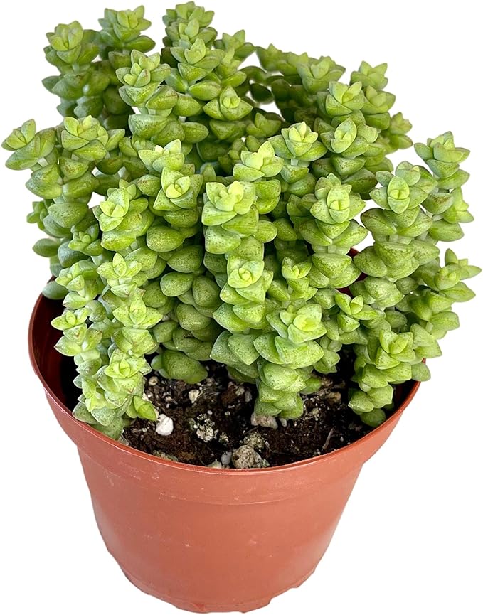 Crassula 'Tom Thumb',Succulents Plants Live Rooted in 4" Pot with Soil Mix, Rare House Plant for Home Indoor Holiday Wedding Garden Decor, DIY Projects, Party Favor Gift for Her by Fatplants