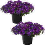 Live Flowering Verbena - Popping Purple (2 Plants Per Pack) - Healthy Flowering Plant - Beautiful Spring Color - 10" Tall by 5" Wide in 1Qt Pot