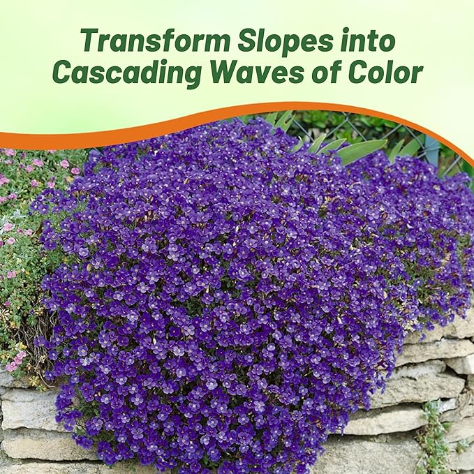 Outsidepride Cascade Blue Aubrieta Rock Cress Seeds - 2000 Pcs Perennial Flower Seeds, Easy to Grow, Low Maintenance, Cascading & Low Growing, for Baskets, Rock Walls, or Ground Covers