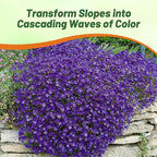Outsidepride Cascade Blue Aubrieta Rock Cress Seeds - 1000 Pcs Perennial Flower Seeds, Easy to Grow, Low Maintenance, Cascading & Low Growing, for Baskets, Rock Walls, or Ground Covers