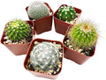 Sprout N Green Live Cactus Plants, 10 Pack Assorted Real Cacti Potted in 2" Starter Pot with Soil Mix, Rare Small Indoor House Plants for Home Garden Wedding Decor Party Favor