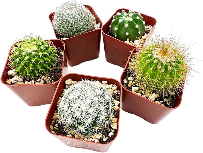 Sprout N Green Live Cactus Plants, 30 Pack Assorted Real Cacti Potted in 2" Starter Pot with Soil Mix, Rare Small Indoor House Plants for Home Garden Wedding Decor Party Favor
