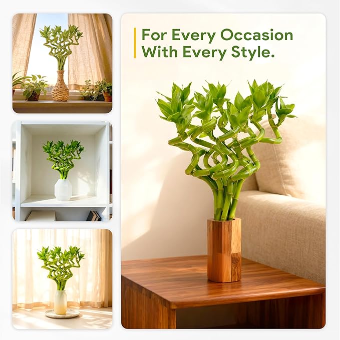 Fresh Lucky Bamboo 10 Stalks 8 Inch Spiral Style Live Plant - for Home Office Decor, Feng Shui & Good Fortune - Container Not Included