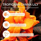 10 Tropicana Canna Lily Seeds - Exotic Foliage Perennial Flower for Home Garden Yard Planting