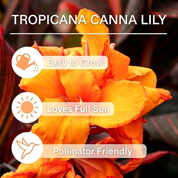 10 Tropicana Canna Lily Seeds - Exotic Foliage Perennial Flower for Home Garden Yard Planting