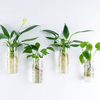Kingbuy Glass Tube Wall Planter Propagation Station - 2 Pack Terrarium Cylinder Wall Vase with Plant Holder Hydroponic Planter for Home Kitchen Office Decor, Perfect Plant Lover Gifts (Short Cylinder)