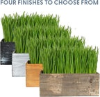 The Cat Ladies Cat Grass Kit Complete with Rustic Wood Planter, Organic Seed and Soil. Easy to Grow - Great for Indoor or Outdoor Cat, Dogs and Other Pets. Prevent Hairballs and Aid Digestion