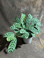 PLANTVERS Calathea Burle Marx in a 6” Decorative Pot – Burle Marxii Houseplant – Live Fishbone Prayer Houseplant – Tropical Indoor Plant – Low Maintenance Indoor Plant Safe for Cats