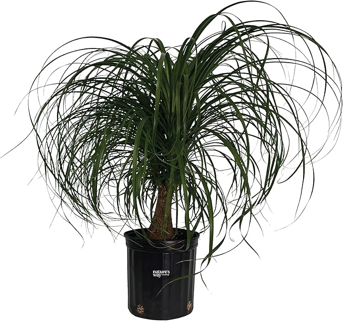 Nature's Way Farms Ponytail Palm (Beaucarnea Recurvata) Large Ponytail Palm Tree, Live Indoor Plant, in Growers Pot