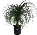 Nature's Way Farms Ponytail Palm (Beaucarnea Recurvata) Large Ponytail Palm Tree, Live Indoor Plant, in Growers Pot