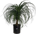 Nature's Way Farms Ponytail Palm (Beaucarnea Recurvata) Large Ponytail Palm Tree, Live Indoor Plant, in Growers Pot