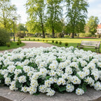 26Pcs Geranium Artificial Flowers for Outdoors Decoration Geranium Silk Flowers Outsides UV Resistant Garden Plants Faux Flower for Front Door Garden Porch Planter Patio Balcony Yard Indoor (White)