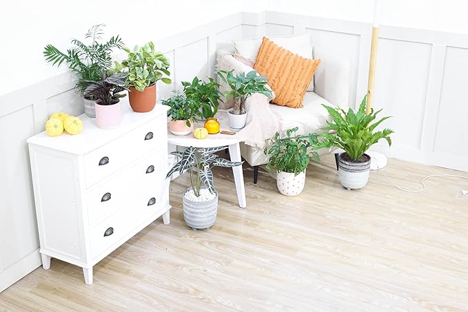 Alocasia Bambino (4'' Grower Pot) - Low Light and Healthy Houseplant - Easy to Care Indoor Houseplant