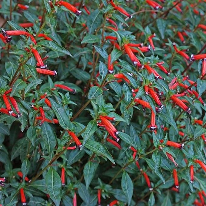 Fire Cracker Plant, a Great Live Pond Plant for Your Water Garden. Filters koi and Goldfish Ponds. Good for Bogs, Plant Shelf or Shallow Water This marginal Aquatic is a Real Beauty