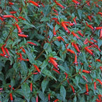 Fire Cracker Plant, a Great Live Pond Plant for Your Water Garden. Filters koi and Goldfish Ponds. Good for Bogs, Plant Shelf or Shallow Water This marginal Aquatic is a Real Beauty