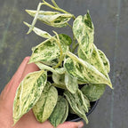 Scindapsus Marble Queen Plant – Live 4" Satin Pothos with Silvery Variegated Leaves | Easy-Care Trailing Indoor Vine | Air-Purifying Houseplant for Home or Office (Heat Pack Included)