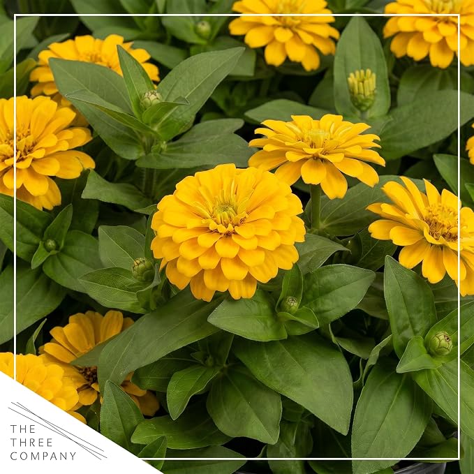 Live Zinnia 2-Pack – Yellow, Flowering Annual, Beautiful Spring and Summer Blooms, 10" Tall by 5" Wide in 1 Qt Pot