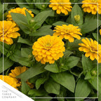 Live Zinnia 2-Pack – Yellow, Flowering Annual, Beautiful Spring and Summer Blooms, 10" Tall by 5" Wide in 1 Qt Pot