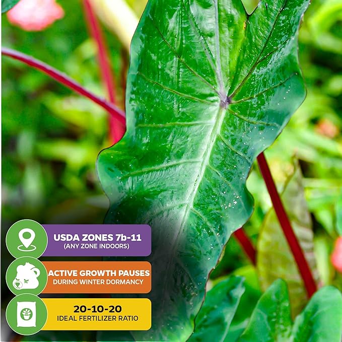 Hawaiian Punch Elephant Ear Live Plant - Colocasia by Wellspring Gardens - Tropical Foliage, Indoor/Outdoor Decorative Plant, Easy to Grow, Vibrant Green Leaves, Starter Plant