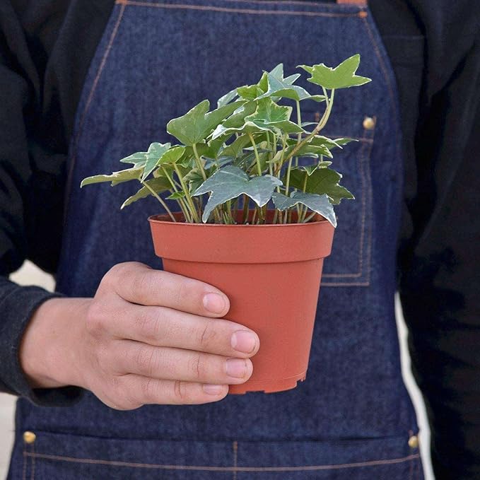 English Ivy Glacier Live Plant for Indoor | Different Houseplants in 3'' Pot | Real House Plant for Living Room, Office, Desk & Bathroom | English Ivy | Common Ivy