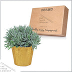 Live Aromatic and Healthy Herb - Lavender, Improves Sleep Quality, Wrapped in Deco Cover, 14" Tall by 6" Wide in 1.25 Quart Pot