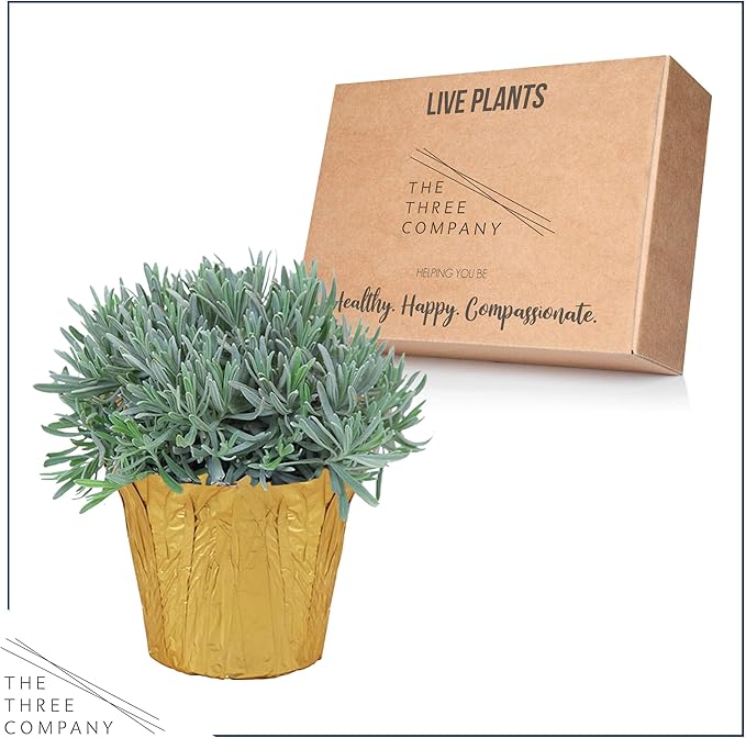 Live Aromatic and Healthy Herb - Lavender, Improves Sleep Quality, Wrapped in Deco Cover, 14" Tall by 6" Wide in 1.25 Quart Pot