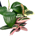 BubbleBlooms Indoor Foliage Assortment, 4 inch Set of 3, Best-Sellers Most Popular House Plant Variety