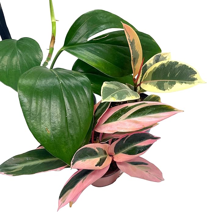 BubbleBlooms Indoor Foliage Assortment, 4 inch Set of 3, Best-Sellers Most Popular House Plant Variety