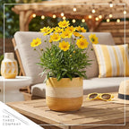 Live Coreopsis - Yellow, Live Flowering Perennial, Beautiful Spring and Summer Blooms, 12" Tall by 6" Wide in 2 Qt Pot