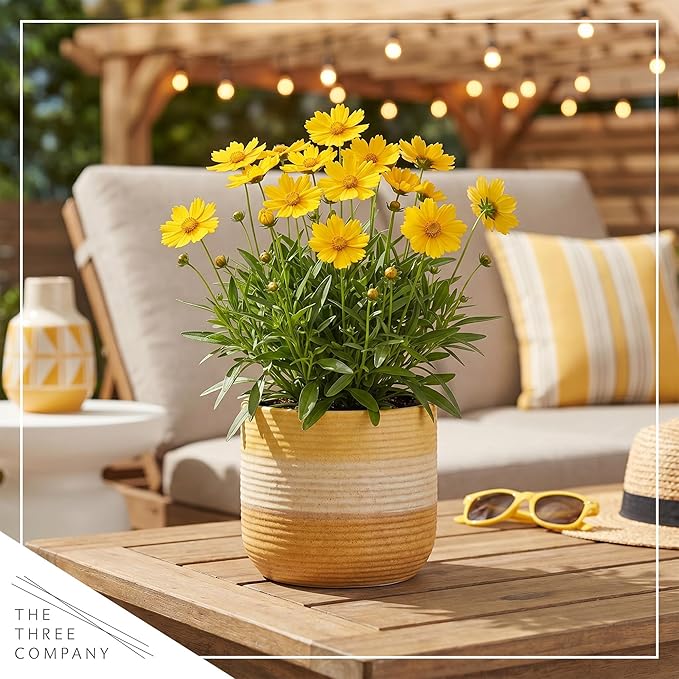 Live Coreopsis - Yellow, Live Flowering Perennial, Beautiful Spring and Summer Blooms, 12" Tall by 6" Wide in 2 Qt Pot