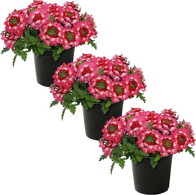 Live Flowering Verbena - Red Bicolor (3 Plants Per Pack) - Healthy Flowering Plant - Beautiful Spring Color - 10" Tall by 5" Wide in 1Qt Pot