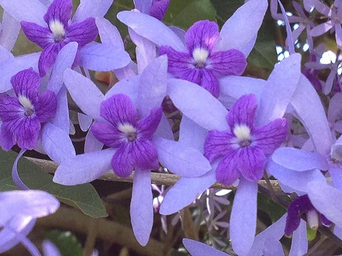 Purple Queens Wreath, Sandpaper, Bluebird Vine - Petrea volubilis - Live Plant - Lavender Flower - 8 to 12 Inches Tall - 4 Inch Pot