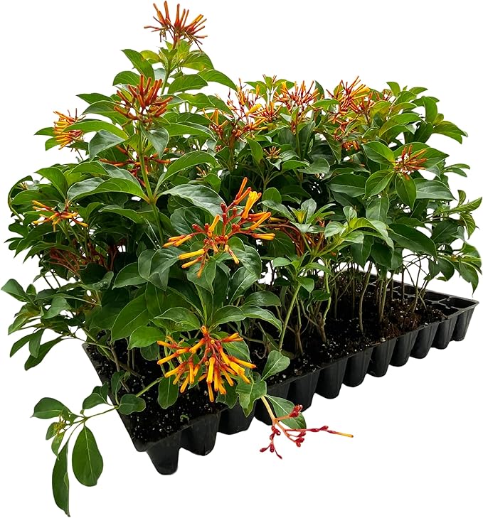 ragnaroc Dwarf Firebush 10-12" (Hamelia Patens VAR. compacta) 1ct - Live Plant for Indoor Outdoor Use, Garden & Landscaping - Live Arrival Guaranteed