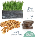 The Cat Ladies Cat Grass Kit with Black Rustic Wooden Planter, Organic Cat Grass Seeds and Soil. Easy to Grow Cat Grass for Indoor Cats. Prevent Hairballs and Aid Digestion