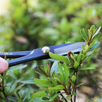 KAKURI Satsuki Bonsai Scissors Made in Japan 7", Japanese Carbon Steel Blade, Precision Bonsai Shears for Fine Pruning and Trimming