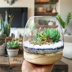 6 Inch Plant Glass Terrarium with Removable Wooden Base for Succulents Glass Bowl for Air Plant Cactus Moss (Plants not Included)