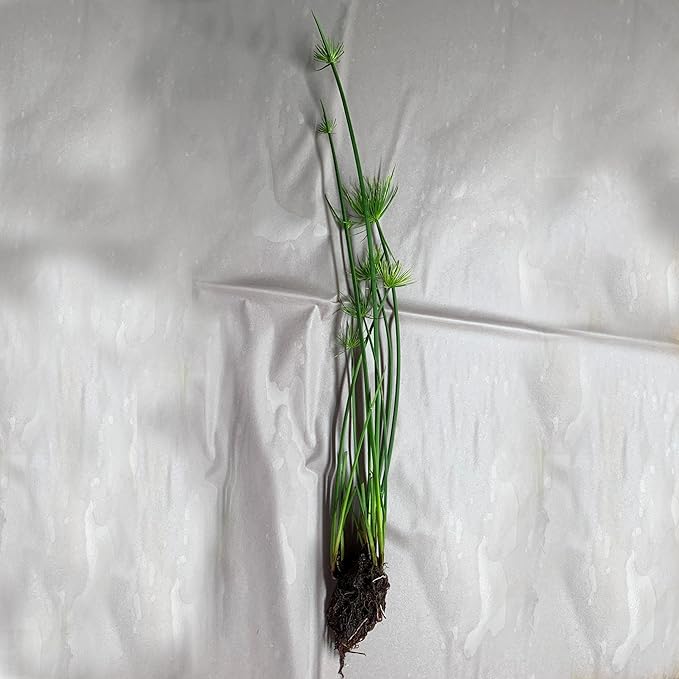 Chalily Dwarf Papyrus, a Great Live Pond Plant for Your Water Garden. Filters koi and Goldfish Ponds. Good for Bogs, Plant Shelf or Shallow Water This marginal Aquatic is a Real Beauty