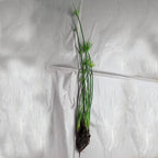 Chalily Dwarf Papyrus, a Great Live Pond Plant for Your Water Garden. Filters koi and Goldfish Ponds. Good for Bogs, Plant Shelf or Shallow Water This marginal Aquatic is a Real Beauty
