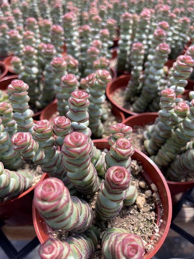 4" Crassula Baby Necklace Succulents Plants Live, Rare Succulent Plants Fully Rooted in Succulent Soil, Unique Live House Plant for Home Office Decor, by The Succulent Cult