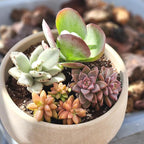 Altman Plants, Live Succulents Plants Live Houseplants (4PK), Succulent Plant Lover Gifts, Live Indoor Plants in Potting Soil, Live Plants Indoor Cactus Plants Live Succulent Plants Live House Plants