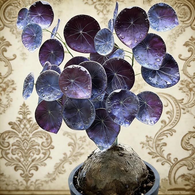 Stephania Erecta | Rare Caudex Bonsai for Indoor Home & Office Decor