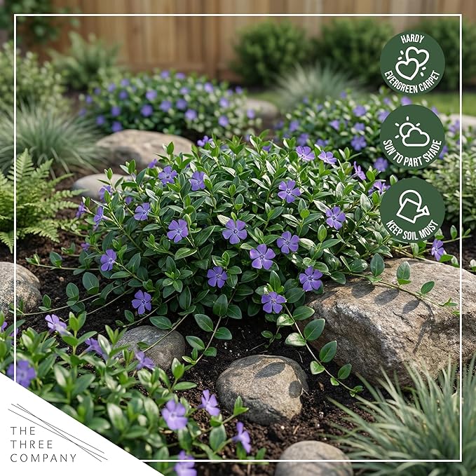 Live Vinca Minor Periwinkle 2-Pack – Bowles Blue – Evergreen Shade Groundcover Perennial, 6” Tall, 1 Qt Pot