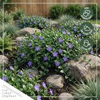 Live Vinca Minor Periwinkle 2-Pack – Bowles Blue – Evergreen Shade Groundcover Perennial, 6” Tall, 1 Qt Pot